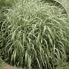 Мискантус китайский Cabaret