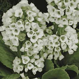 Бадан сердцелистный Snowtime