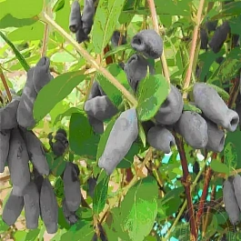 Жимолость Югана