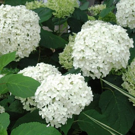 Гортензия древовидная Хилл'с оф Сноу Гортензия древовидная Хилл'с оф Сноу