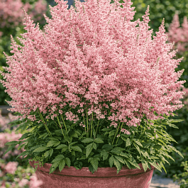 Астильба гибридная Younique Salmon