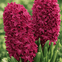 Гиацинт Woodstock