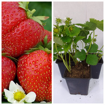 Земляника садовая Тенира НАБОР 3ШТ