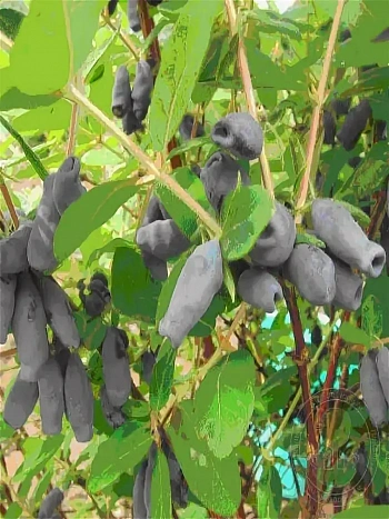 Жимолость Югана