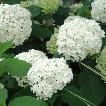 Гортензия древовидная Хилл'с оф Сноу
