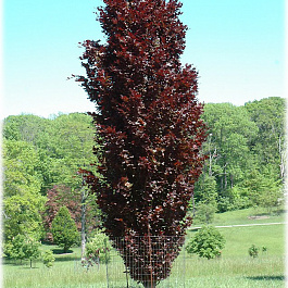 Тополь дельтовидный Пёпл Тауэр