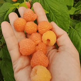 Малина обыкновенная Jantar