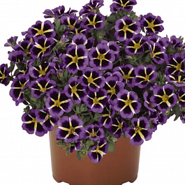 Калибрахоа Tik Tok Blue