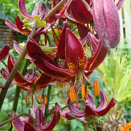 Лилия видовая Клод Шрайд Лилия видовая Клод Шрайд