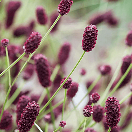 Кровохлебка Red Baron
