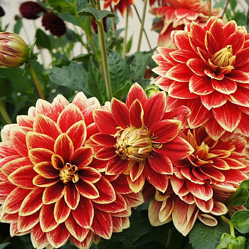 Георгина Декоративная Максим