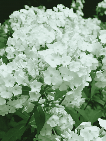 Флокс метельчатый David