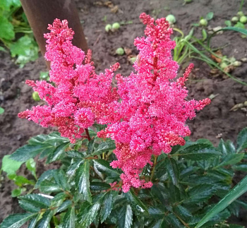 Астильба Арендса Лаки Дей НАБОР 2ШТ (1+1)