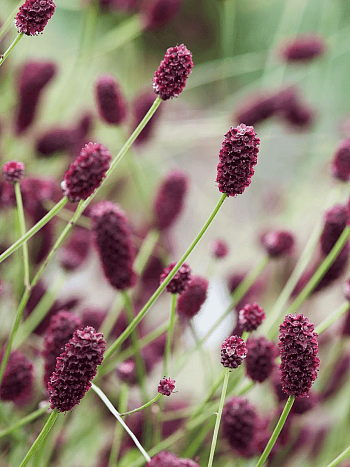 Кровохлебка Red Baron