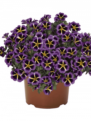 Калибрахоа Tik Tok Blue