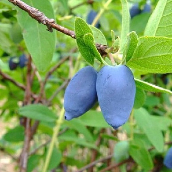 Жимолость съедобная Авача