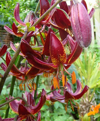 Лилия видовая Клод Шрайд