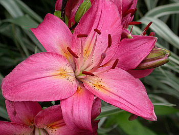 Лилия азиатская Торонто Лилия азиатская Торонто