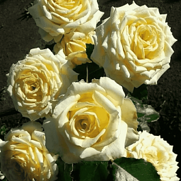 Роза Чайно-гибридная My Girl