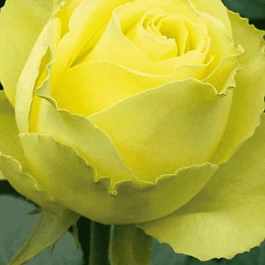 Роза чайно-гибридная Limbo