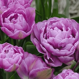 Тюльпан Махровый Lilac Perfection