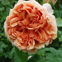 Роза кустовая Belle d’Anjou