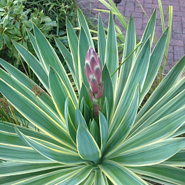 Юкка глориоза пестролистная Variegata