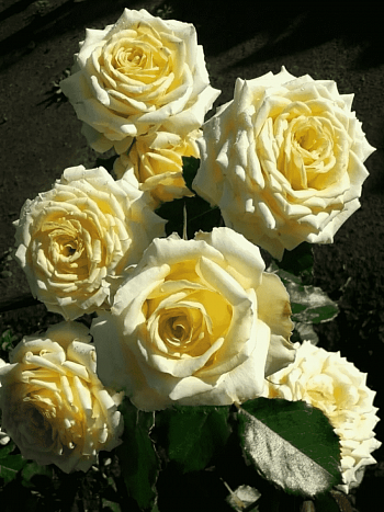 Роза Чайно-гибридная My Girl