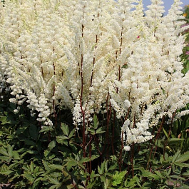 Астильба Арендса Хэппи Спирит