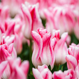 Тюльпан Лилиецветный Холланд Шик НАБОР 2ШТ (10+10)