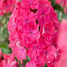 Флокс метельчатый Watermelon Punch