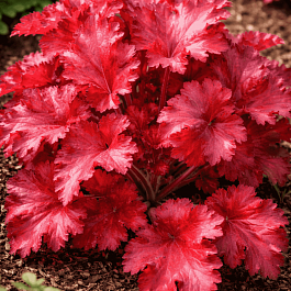 Гейхера Forever Red