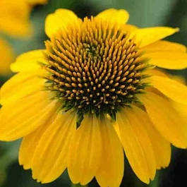 Эхинацея Sombrero Compact Yellow