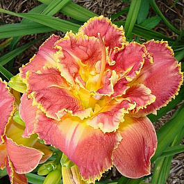 Лилейник гибридный Сьюзан Притчард Пети