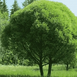 Ива ломкая Bullata