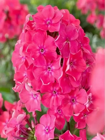 Флокс метельчатый Watermelon Punch