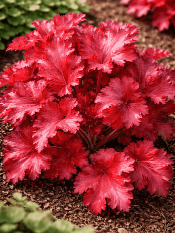 Гейхера Forever Red