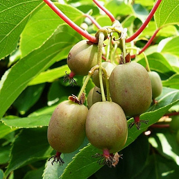 Актинидия аргута Байерн Киви женский Актинидия аргута Байерн Киви женский