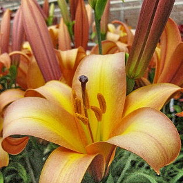 Лилия трубчатая Расти Планет