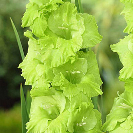 Гладиолус крупноцветковый Эвергрин