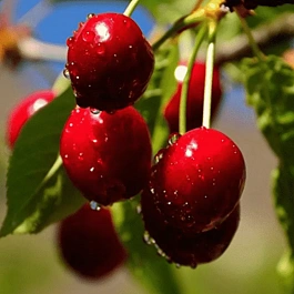 Вишня Превосходная Колесниковой