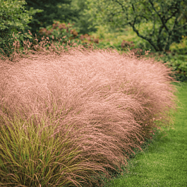 Анемантеле тростниковидный Sirocco