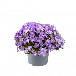 Аубриета Blue White Bicolour