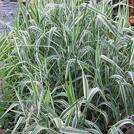 Бухарник мягкий Альбавариегатус Бухарник мягкий Альбавариегатус