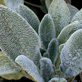 Чистец шерстистый Овечьи ушки