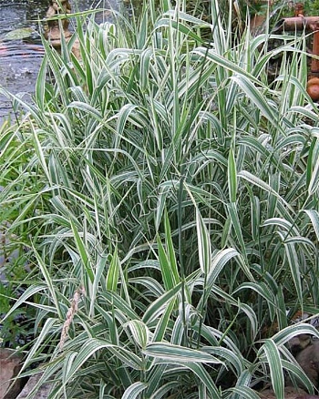 Бухарник мягкий Альбавариегатус Бухарник мягкий Альбавариегатус