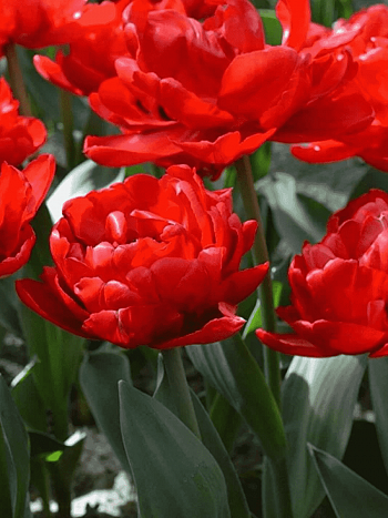 Тюльпан Махровый Emblazon