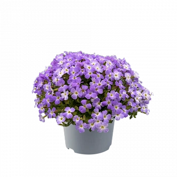 Аубриета Blue White Bicolour