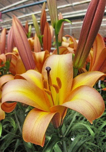 Лилия трубчатая Расти Планет Лилия трубчатая Расти Планет