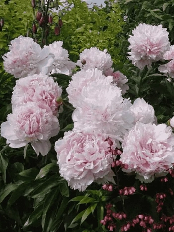 Пион Молочноцветковый Eden's Perfume